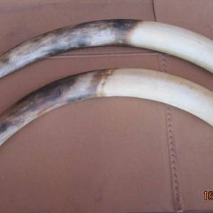 Replica Elephant Tusks