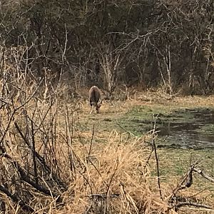 Bushbuck South Africa