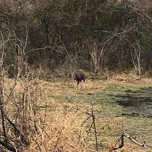 Bushbuck South Africa