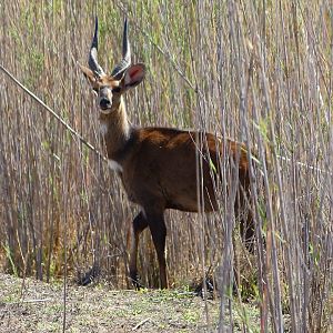 Bushbuck South Africa