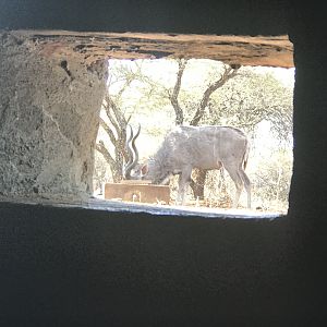 View of Kudu from the Bow Blind Hide