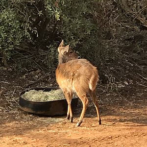 Female Bushbuck in South Africa