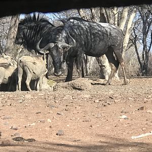 View of Warthog & Blue Wildebeest from the Bow Blind Hide