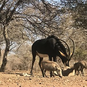 View of Warthog & Sable Antelope from the Bow Blind Hide