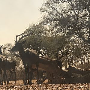 Black & Common Impala