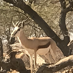 Springbok South Africa