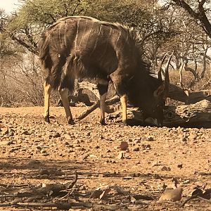 Nyala South Africa