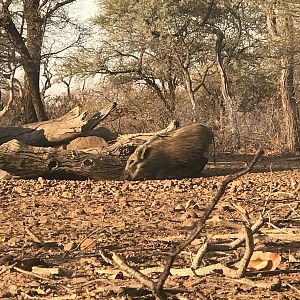 Bushpig South Africa