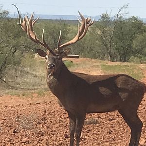 Red Deer in Texas USA