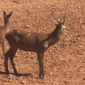 Red Deer in Texas USA