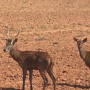 Red Deer in Texas USA