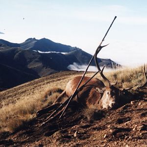 Red Deer Hunting