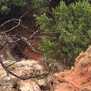 Eurasian Boar in Texas USA