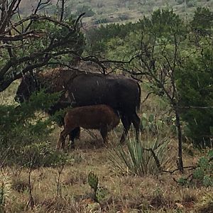 Bison in Texas USA