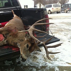 Missouri USA Hunting White-tailed Deer