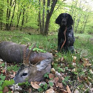 Hunting Roebuck in Germany