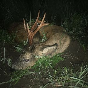 Germany Hunt Roebuck