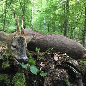 Roebuck Hunting Germany