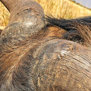 Blue Wildebeest horns