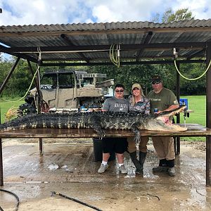 Little Texas Hunt Alligator