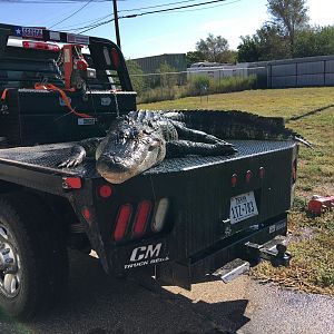 Alligator Hunt Little Texas