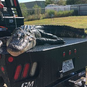 Hunting Alligator in Little Texas