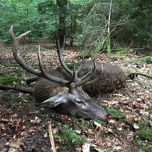 Red Stag Hunting Germany