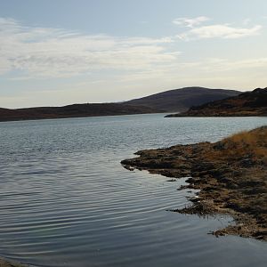 Muskox Hunt Greenland