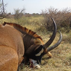 South Africa Hunting Roan