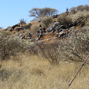 Aoudad Recovery Team