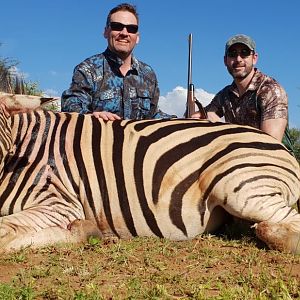 Burchell's Plain Zebra Hunting South Africa