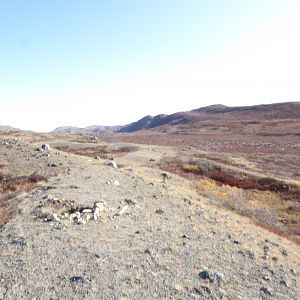 Greenland Hunt Caribou