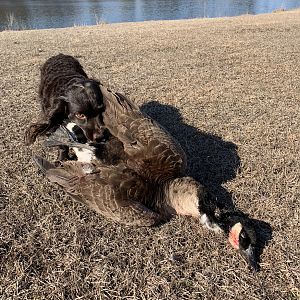 Hunting Geese