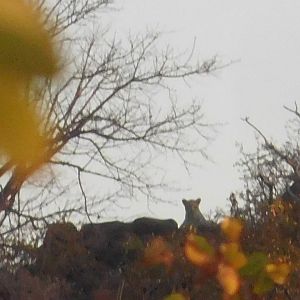 Leopard Zimbabwe