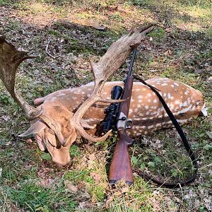 Hunt Fallow Stags in Austria