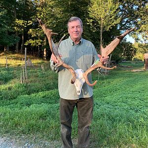 Fallow Stag Hunting Austria