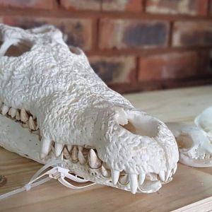 Crocodile European Skull Mount Taxidermy