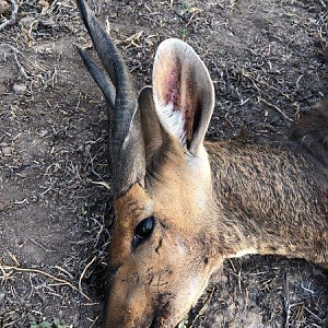 South Africa Hunt Bushbuck