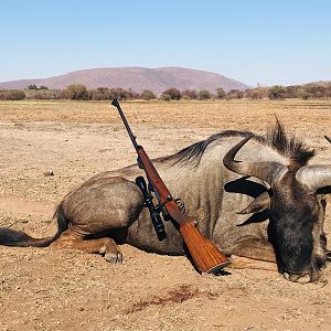 Blue Wildebeest Hunt South Africa