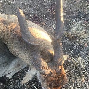 Zimbabwe Hunt Eland