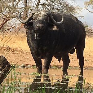 Cape Buffalo