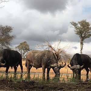 Cape Buffalo