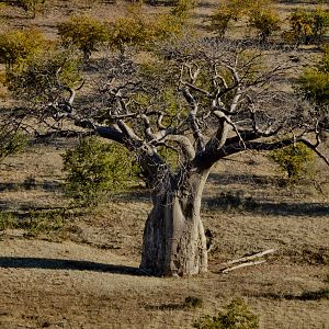 Baobab Tree Zimbabwe