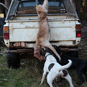 Dingo Hunt Australia