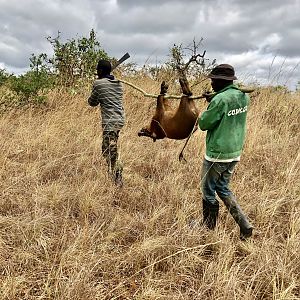 Red River Hog Hunt Congo