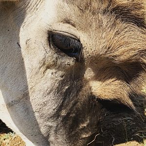 South Africa Hunt Eland