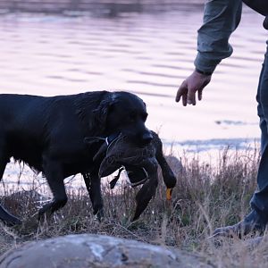 Wild Bird Hunting South Africa