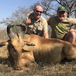 Lichtenstein's Hartebeest Hunting Zambia