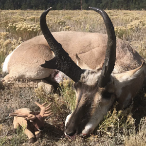 Pronghorn Hunting Colorado USA