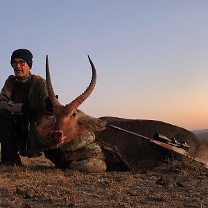 Hunt Waterbuck in South Africa